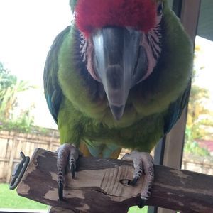 Meet your Posher, Lee